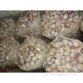 Regular White Garlic New Crop 2019